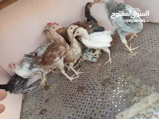  2 السلام عليكم  صيصان 12 الحبه على 2ليرتين
