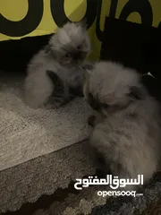  1 Himalayan cats and their mom  قطط هيمالايا وامهم