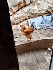 3 صيصان باكستاني وبراهمي ولبرجيني  + متوفر بيض من جميع الانواع ماركا الجنوبيه