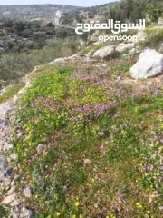  23 ارض على طريق بلعا دير الغصون قبل مفرق اكتابا