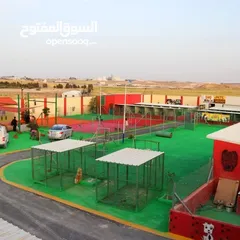  12 جولدن جراء ذكور واناث