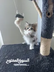  25 كتينز فارسي بيور 55 يوم Pure Persian kittens,55 day’s old