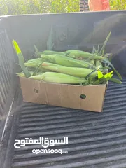  1 بيع ذره إنتاج يومي