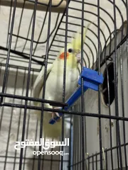  2 جوز ببغاء كوكتيل البينو متكلم وطيره لاتينو
