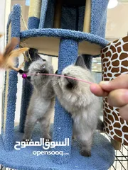  4 قططط للبيع