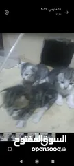  3 قطه مع ابنا ئه للبيع
