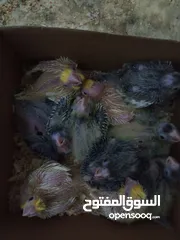  22 طيور كوكتيل فراخ زق عمر عشرين يوم