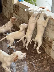  2 جراء سيتر ....جراء صيد