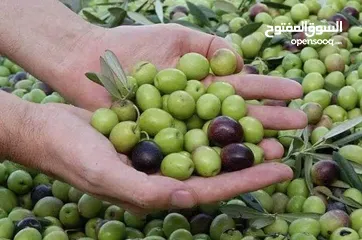  1 زيت زيتون بكر معصور علي البارد سيناوي حاجه فوق الممتاز جوده عاليه مع جميع الضمانات علي المنتج