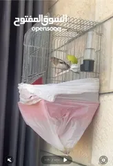  1 كناري فحل مغرد