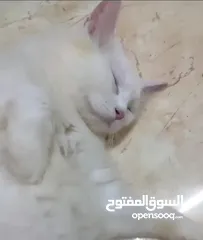  1 قطه مفقودة