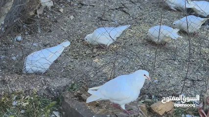  1 حمام فرنسي