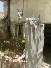  1 جوزين نوريات زرق مريوش فراخ
