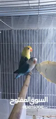  3 fischer lovebird breeder pair