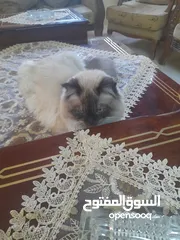  5 قط هملايا شكلت ذكر