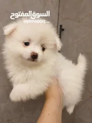  6 جراء بوميريان عمر شهرين