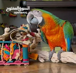  2 lovely Parrots