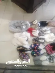  1 منطفلي هولندي