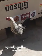  3 دجاج عرب لون مميز ديك فقط