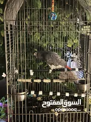  2 ببغاء  كاسكو اليف ما بعض  و الريش الي لونو احمر مكتمل و عندما تشتري الببغاء بيجي معو قفص وبزر