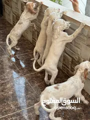  2 جراء صيد انجلش سيتر