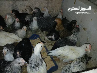  7 فرخات عمر 3 شهور وشهرين ونص