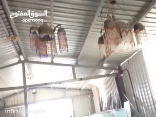  3 ثريات النحاس انتيكا للبيع عدد2