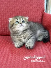  6 ماشاء الله قطط سكوتش فولد احجام ممتازه وصحه كويسه شاهد الوصف كامل