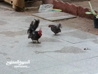  3 سلام عليكم دجاج زاحف ستيرات صلية بكد جف اليت