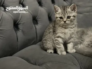  10 كتن سكوتش فولد و ستريت وام منتجه
