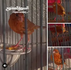  1 جوز كنار موردي شغلات