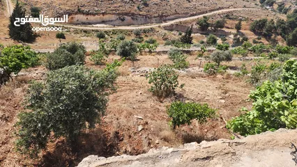  3 مزرعة في جرش للبيع من المالك مباشرة