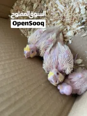  2 للبيع فروخ كوكتيل لاتينو غر