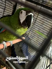  1 Chestnut-fronted macaw