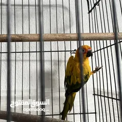  4 ببغاء صن كنيور  Sun Knior Parrot