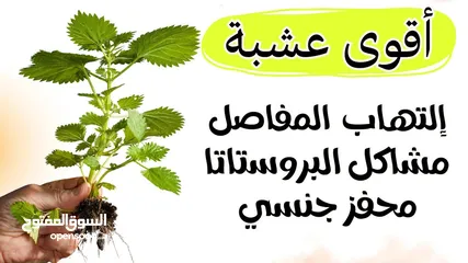  1 مستخلص جذور القراص وليس اوراق لعلاج مشاكل البروستات والامعاء والجهاز البولي