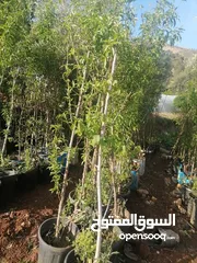  2 زراعة الحدائق