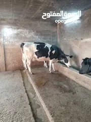  5 ابقار ضحايا للبيع