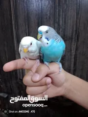  4 متاح جوزين  حب  كلهم اليفات كلهم جواز شغالة جواز نخب اول حبة كوكتيل للبيع اقرء الوصف