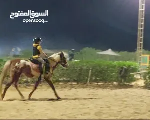  3 حصان فلسطينى(Stallion) للاقتناء و الركوب