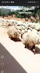  2 قراقير عدد 2 للبيع مقنوي أو لحم فللللللللل مسكرررررررات