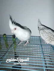 11 جوز كوكتيل البينو جامبو وبايد مرتب اول خيرهم شهر و وبيجهزوا  اليفات بالصلاة على النبي وعز تدريبهم