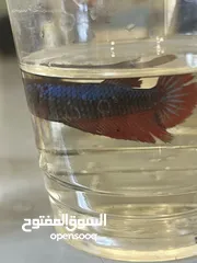  14 سمك فايتر واحواض للبيع