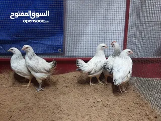  3 دجاج فرنسي