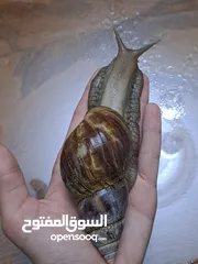  6 حلزون افريقي احجام ضخمة للبيع بأسعار مناسبة متبقي عشر حلزونات فقط