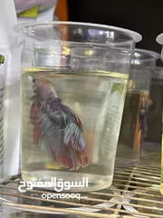  5 متوفر سمك فايتر هاف مون