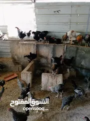  8 العمر من ثلاثه أشهر ولغايه سته أشهر