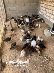  2 فلوس عربي للبيع عمره شهرين مكانهم طرابلس