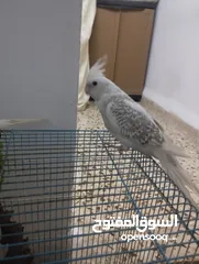  6 جوز كوكتيل البينو جامبو وبايد مرتب اول خيرهم شهر و وبيجهزوا  اليفات بالصلاة على النبي وعز تدريبهم