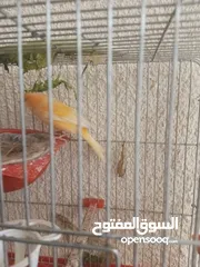  24 طيور كناري جاهزة بحالة وصحة جيدة